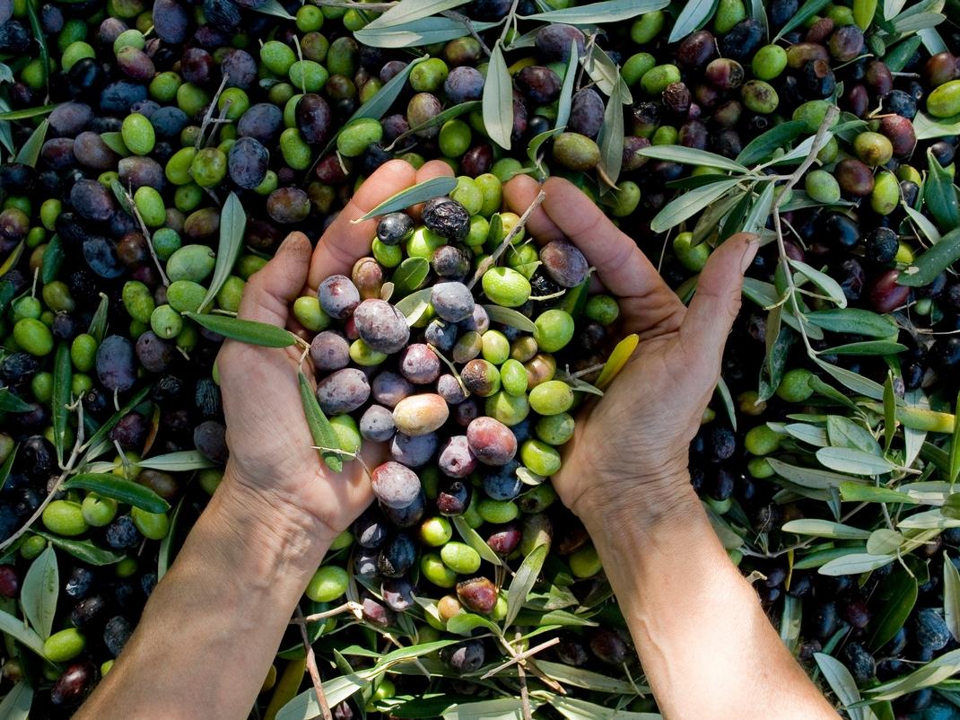 Distretti agroalimentari: un pieno di export