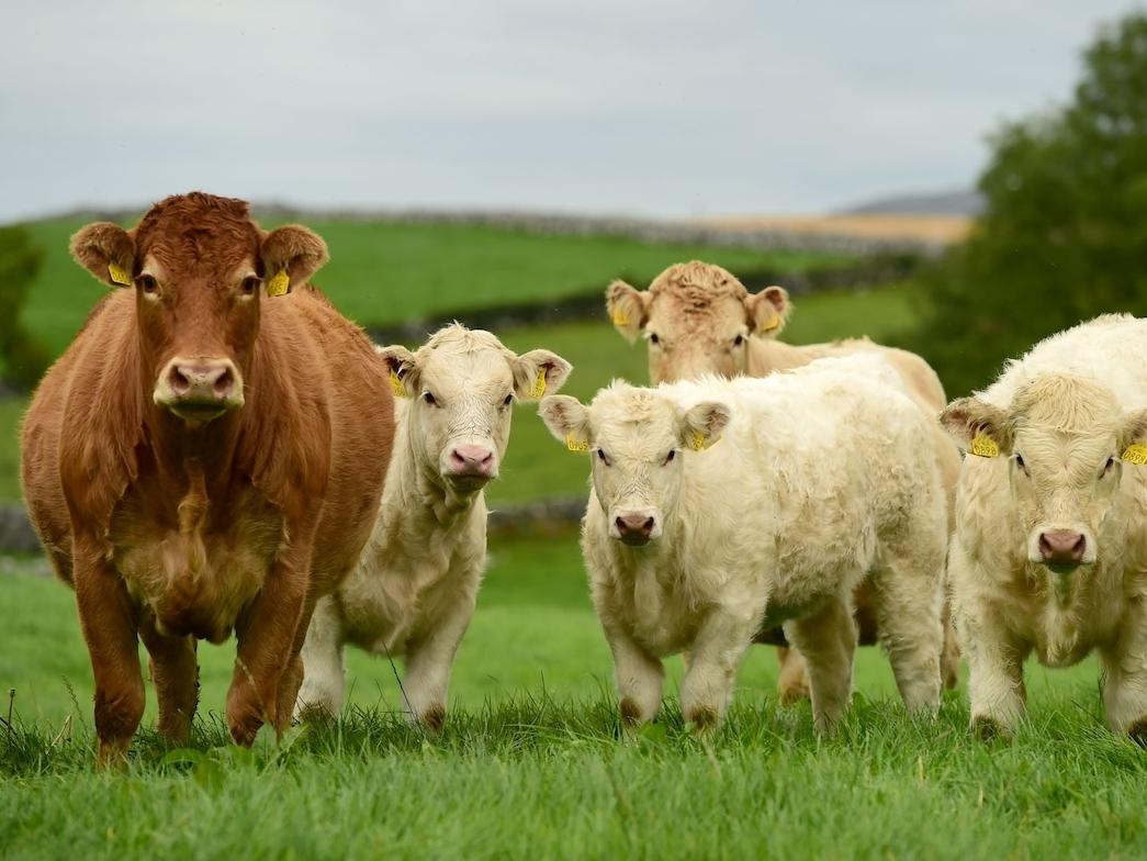 Bord Bia, gli italiani apprezzano la carne bovina irlandese