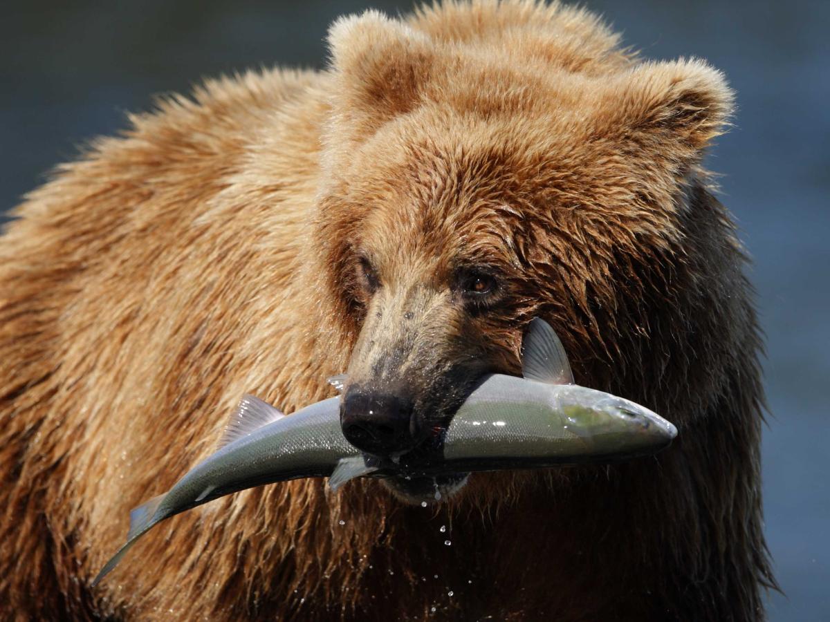 Tutti i pesci dell’Alaska sono selvaggi e sostenibili