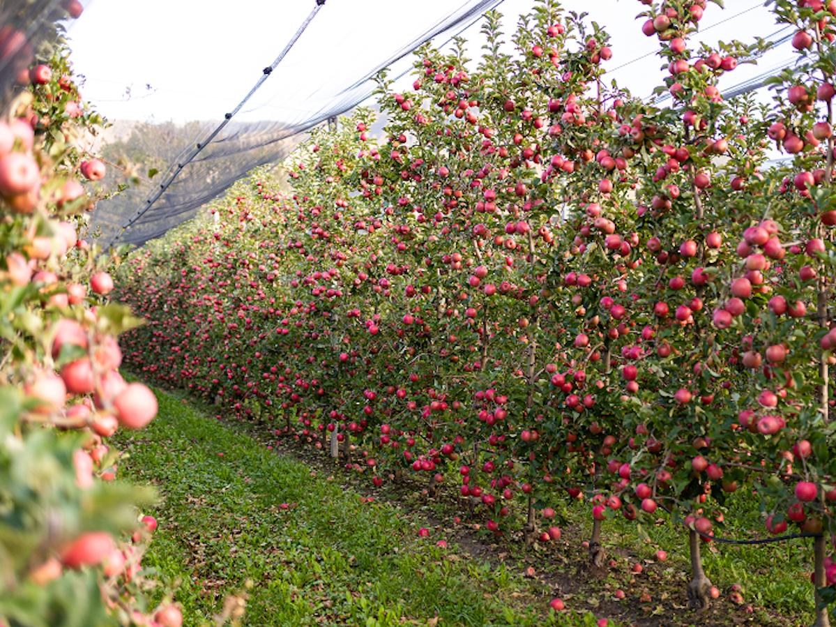 Pin Lady e Opi Frutta realizzano uno snack di mela crioessiccata