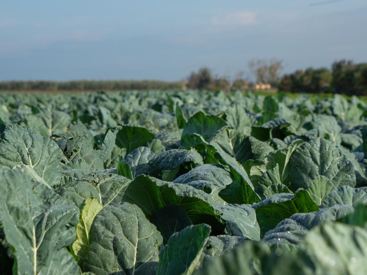 Al via la campagna di NaturaSì “Sosteniamo l’agricoltura”	