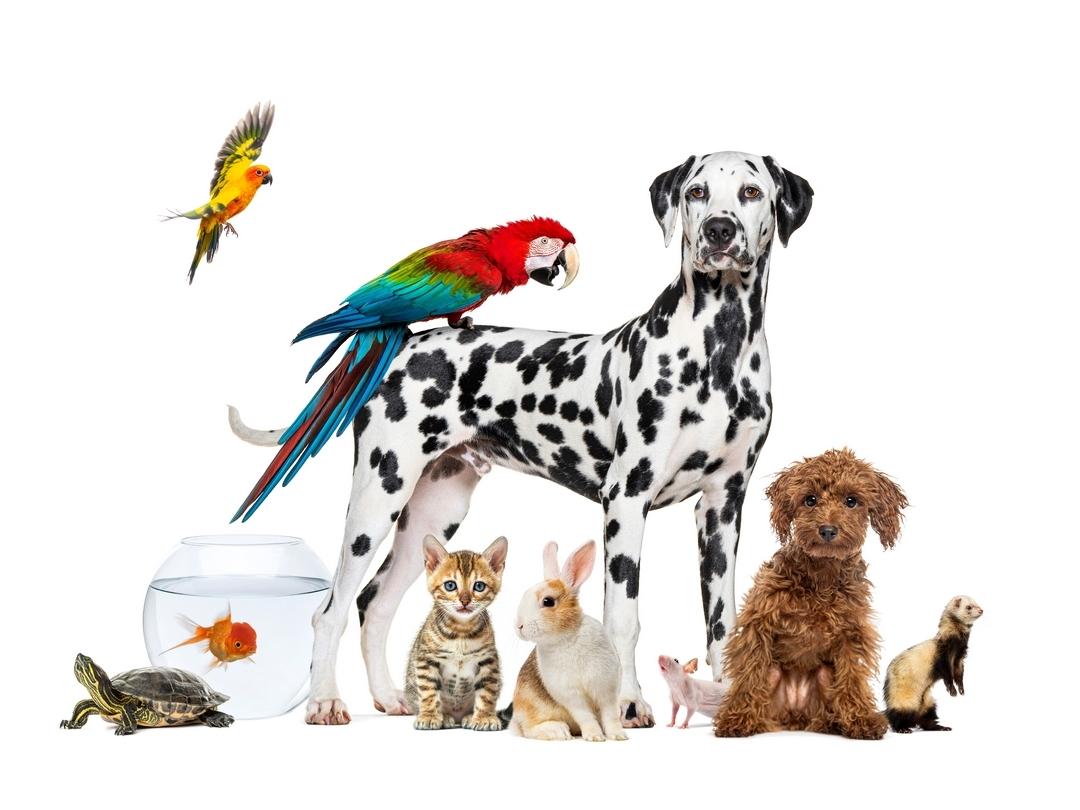 Tutti i numeri di Zoomark 2025