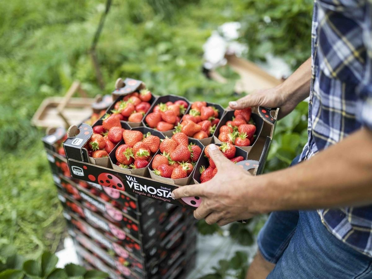 Il futuro delle fragole della Val Venosta è green