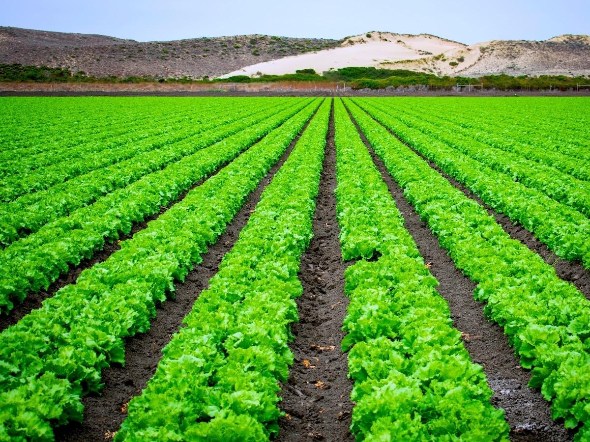 Areté indaga il ruolo delle (ICTs) per l'agri-food dell'Ue