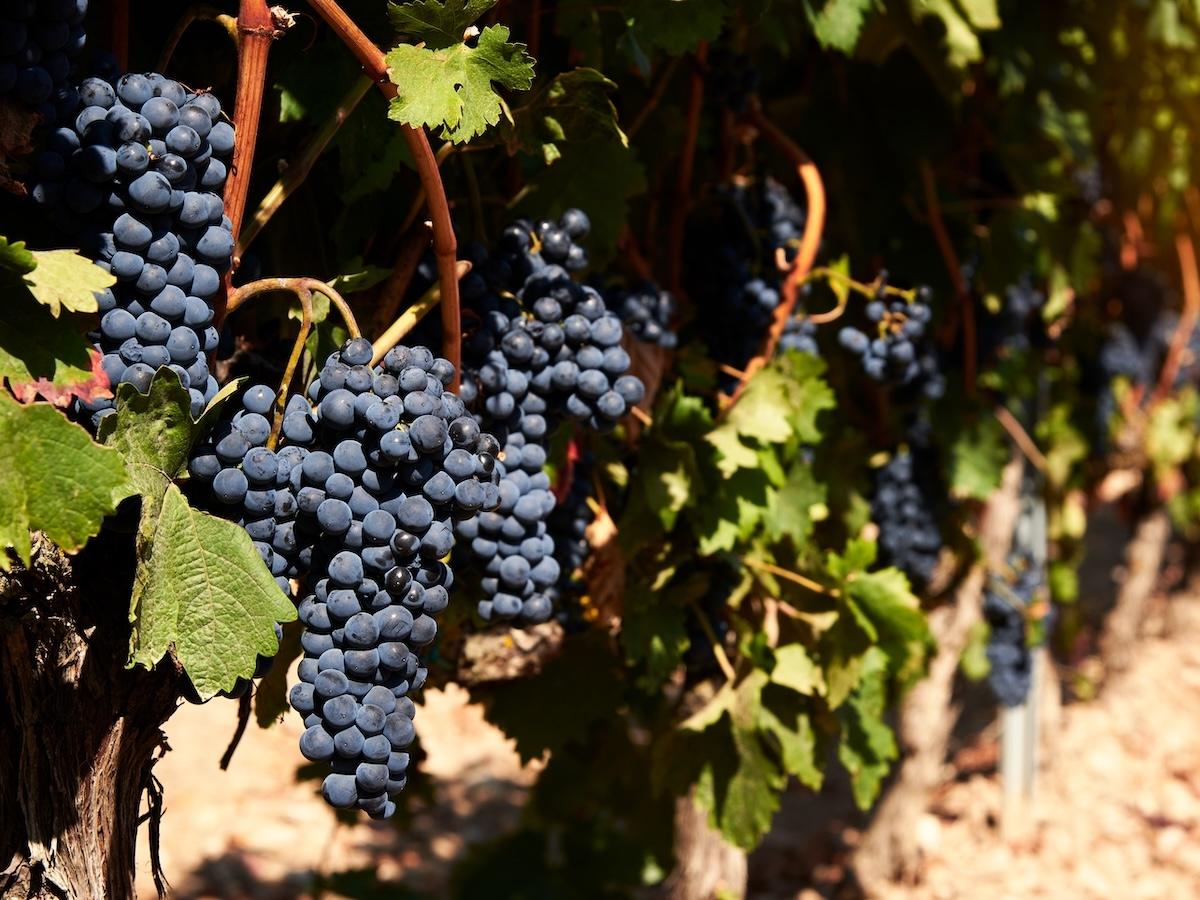 Produzione vino, l’Italia riconquista il primato mondiale - Distribuzione Moderna Produzione vino, l’Italia riconquista il primato mondiale - Distribuzione Moderna