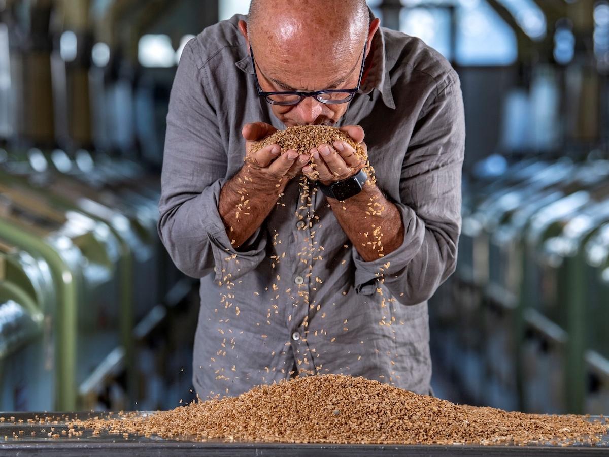 Sgambaro, campagna del grano eccellente in Puglia - Distribuzione Moderna Sgambaro, campagna del grano eccellente in Puglia - Distribuzione Moderna
