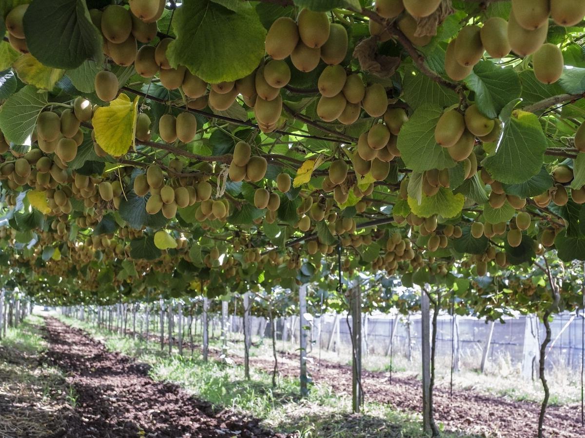 Zespri, prospettive di crescita per il kiwi Sungold italiano - Distribuzione Moderna Zespri, prospettive di crescita per il kiwi Sungold italiano - Distribuzione Moderna