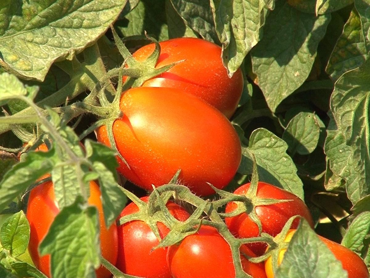 Campagna pomodoro da industria 2025, al Nord iniziata la raccolta e la trasformazione - Distribuzione Moderna