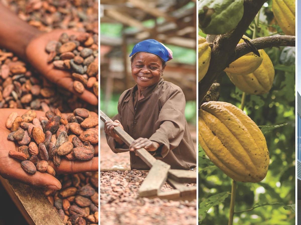 Icam pubblica il bilancio di sostenibilità 2024: emissioni -30%, cacao tracciato al 95% - Distribuzione Moderna Icam pubblica il bilancio di sostenibilità 2024: emissioni -30%, cacao tracciato al 95% - Distribuzione Moderna