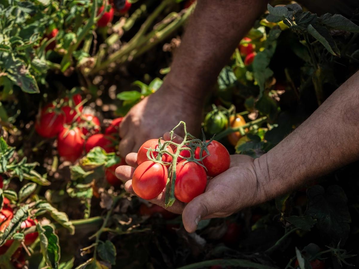 Italian Food dà il via alla campagna 2025 per la raccolta e trasformazione di 100.000 tonnellate di pomodoro - Distribuzione Moderna Italian Food dà il via alla campagna 2025 per la raccolta e trasformazione di 100.000 tonnellate di pomodoro - Distribuzione Moderna