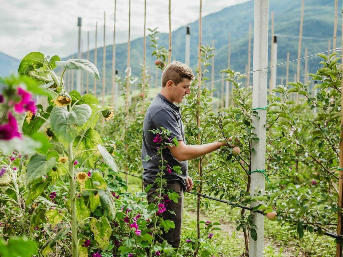 Mele biologiche, Vip amplia l’offerta e consolida la fiducia del mercato - Distribuzione Moderna