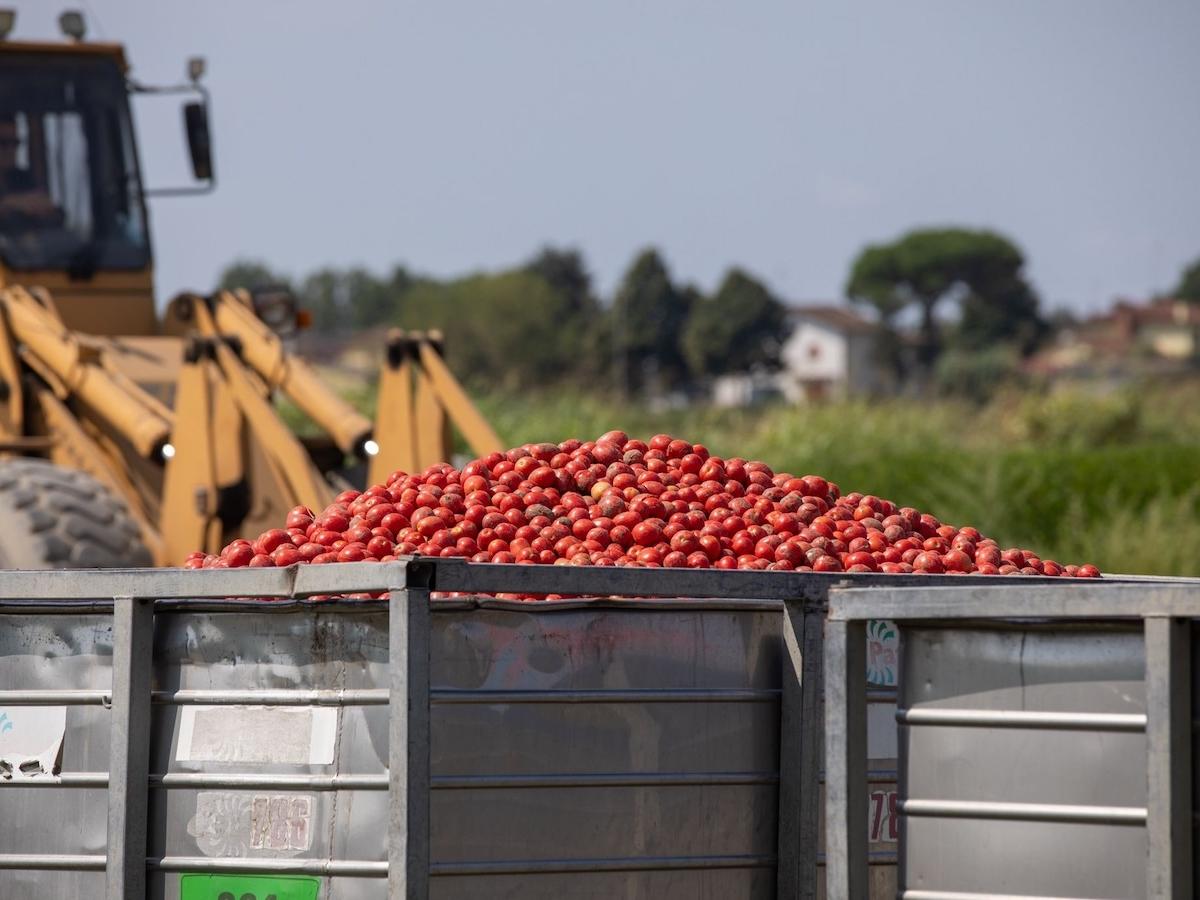 Pomodoro, lavorazione a pieno regime per Conserve Italia tra innovazione, sostenibilità e qualità 100% italiana - Distribuzione Moderna