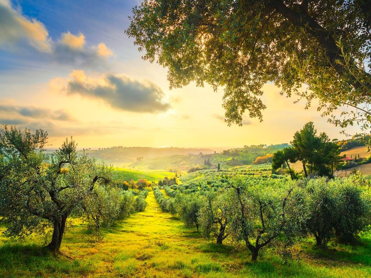 UniCredit e Mediocredito Centrale supportano O.P. Natura Dauna con un minibond Esg da 10 milioni per promuovere occupazione e sostenibilità nel settore agroalimentare - Distribuzione Moderna UniCredit e Mediocredito Centrale supportano O.P. Natura Dauna con un minibond Esg da 10 milioni per promuovere occupazione e sostenibilità nel settore agroalimentare - Distribuzione Moderna