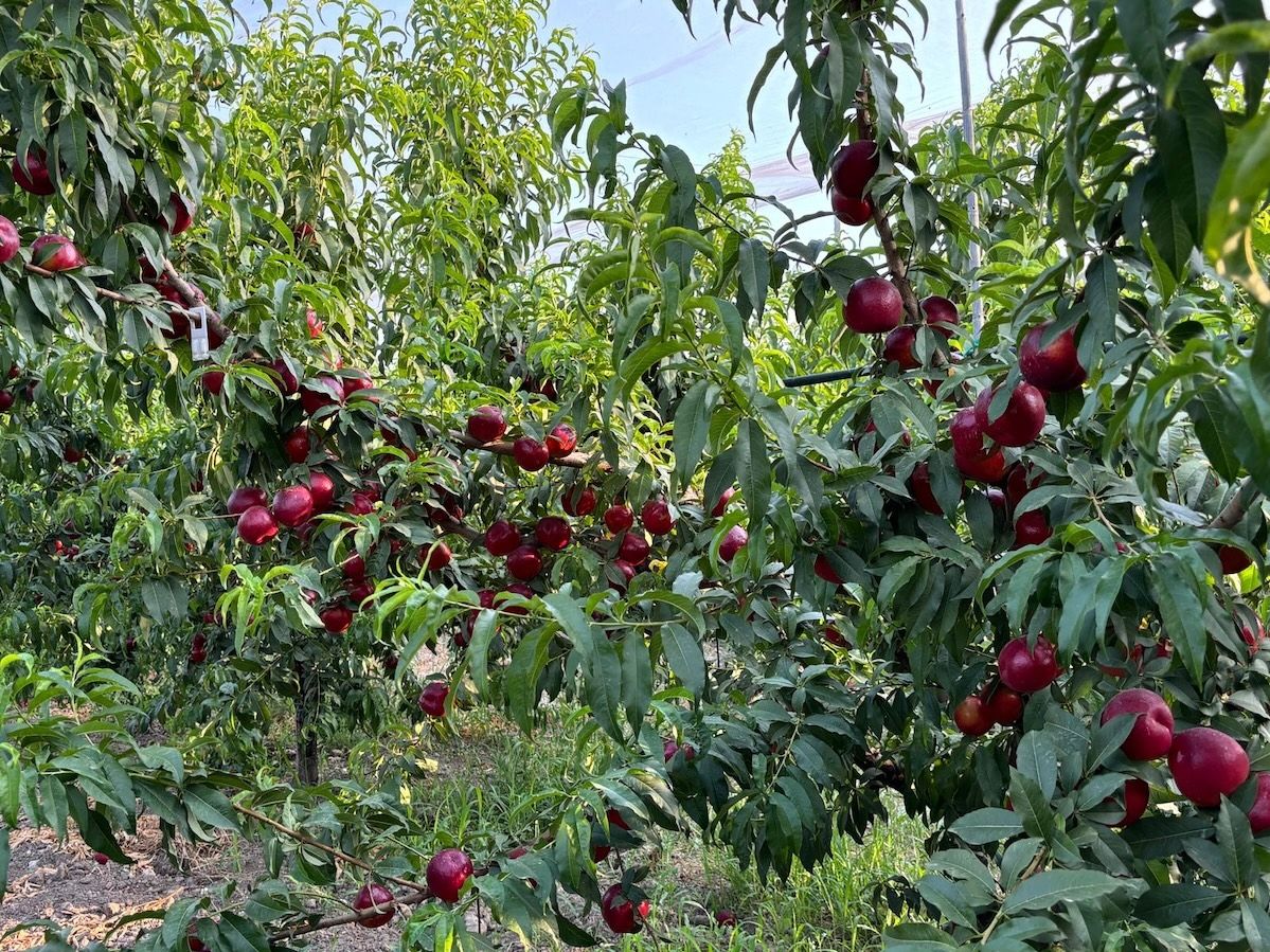 Apofruit, opportunità di investimento nelle colture di pesche, nettarine, albicocche e susine