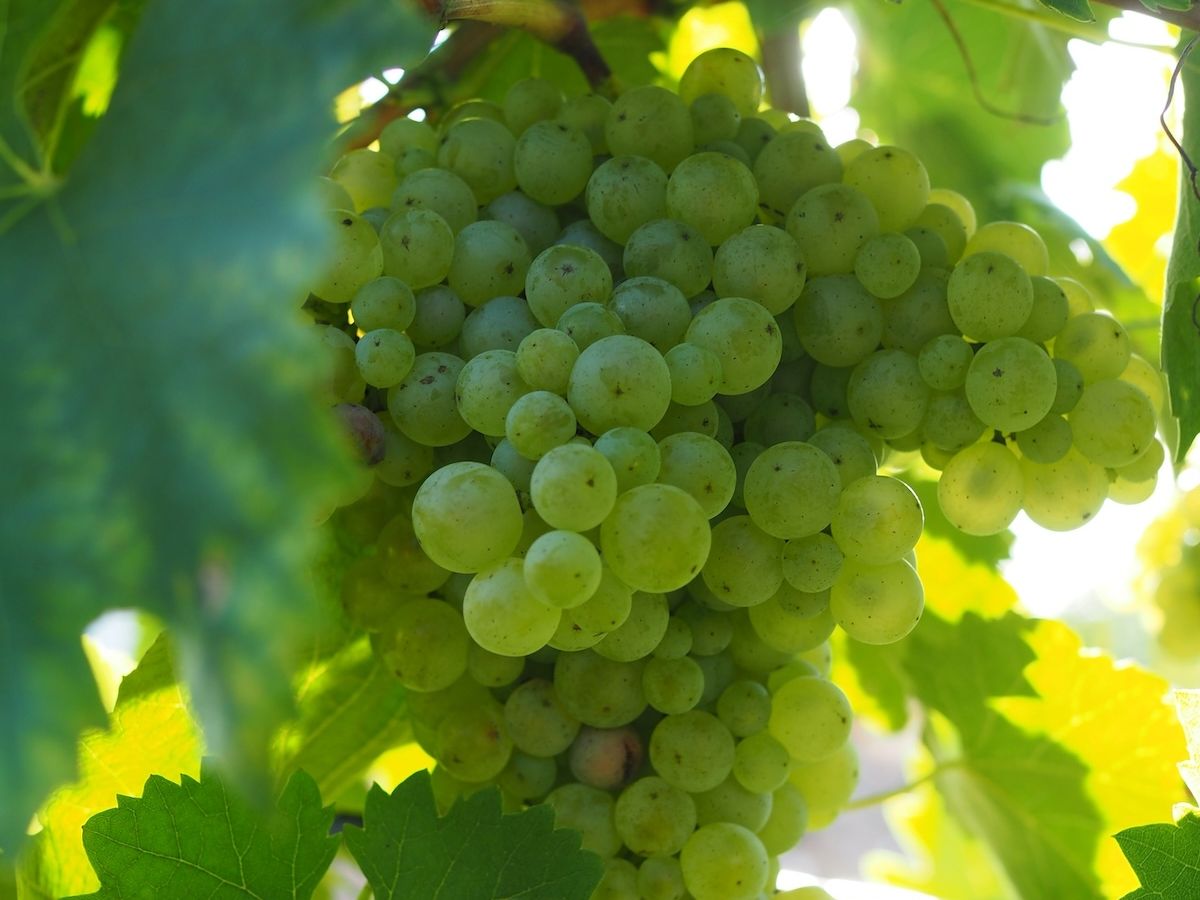 Conegliano Valdobbiadene Prosecco Superiore Docg: ottime prospettive per l’annata 2025 