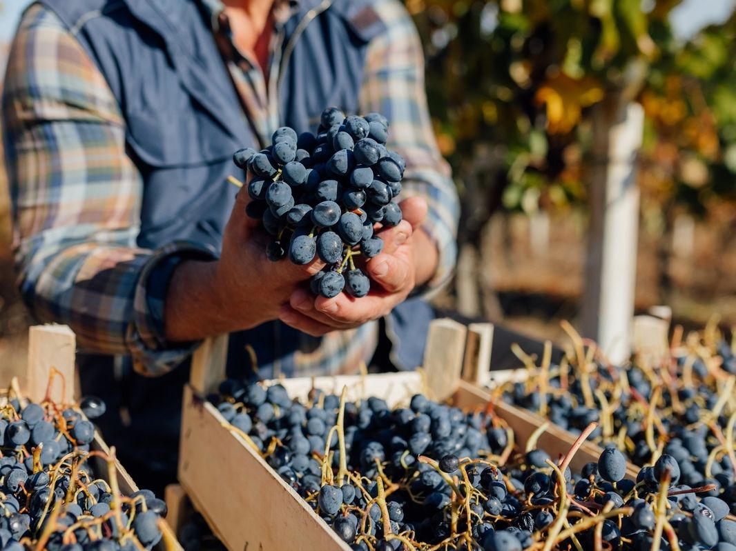 Vendemmia: un'ottima annata, con molti rischi. Quanto pesano i dazi Usa?