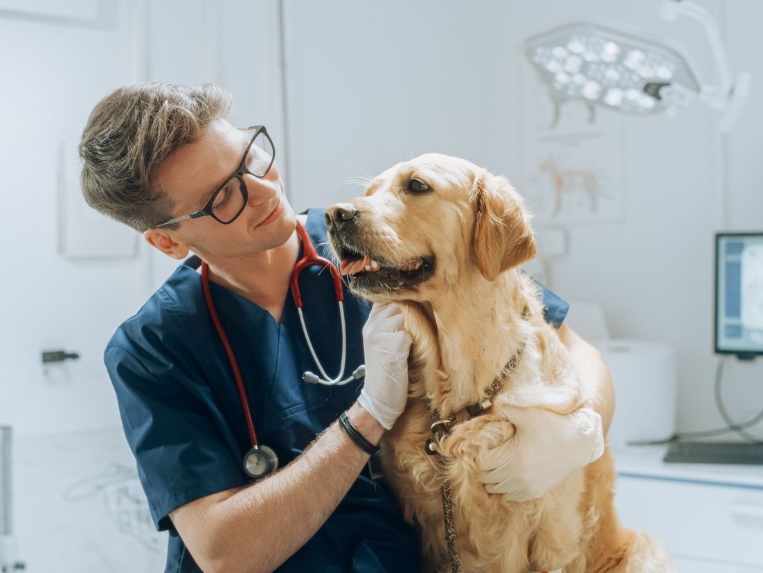 Petcare: ogni proprietario spende 900 euro all'anno per un amico animale