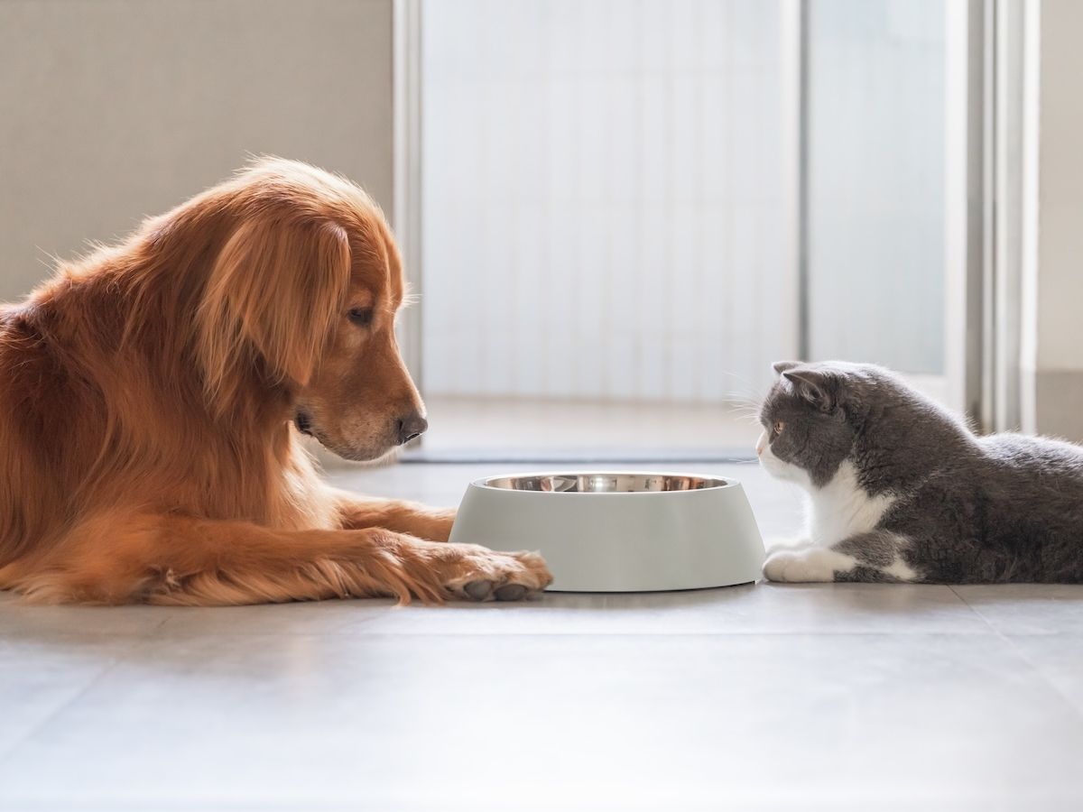 Pet care & food: NIQ stima il mercato italiano a 4,8 miliardi di euro nel 2025