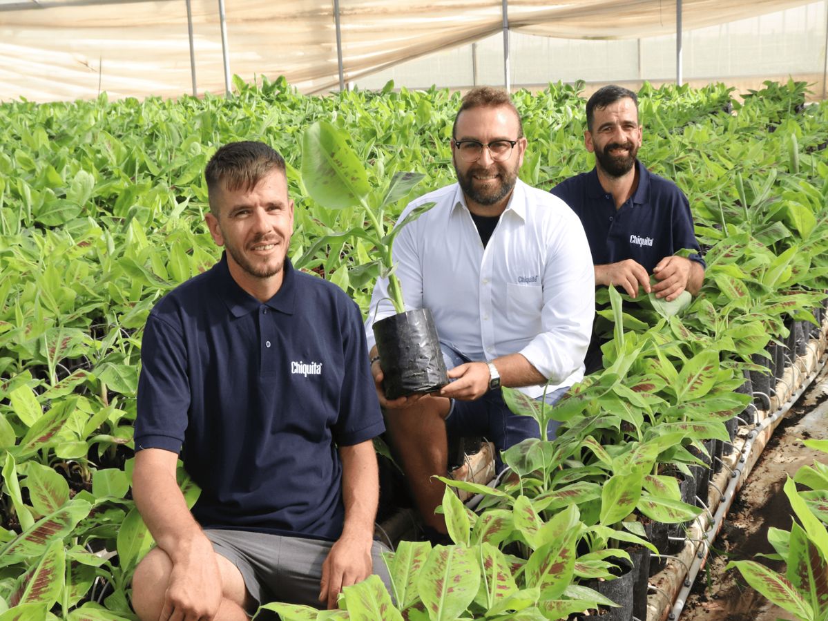 Chiquita avvia la prima coltura di banane in Italia. Prodotti disponibili nel 2026