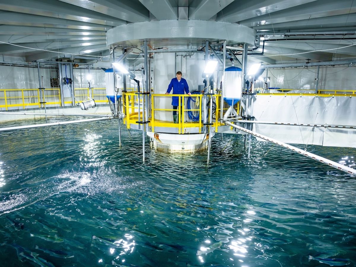 Milarex porta in Italia il salmone affumicato da allevamento a terra