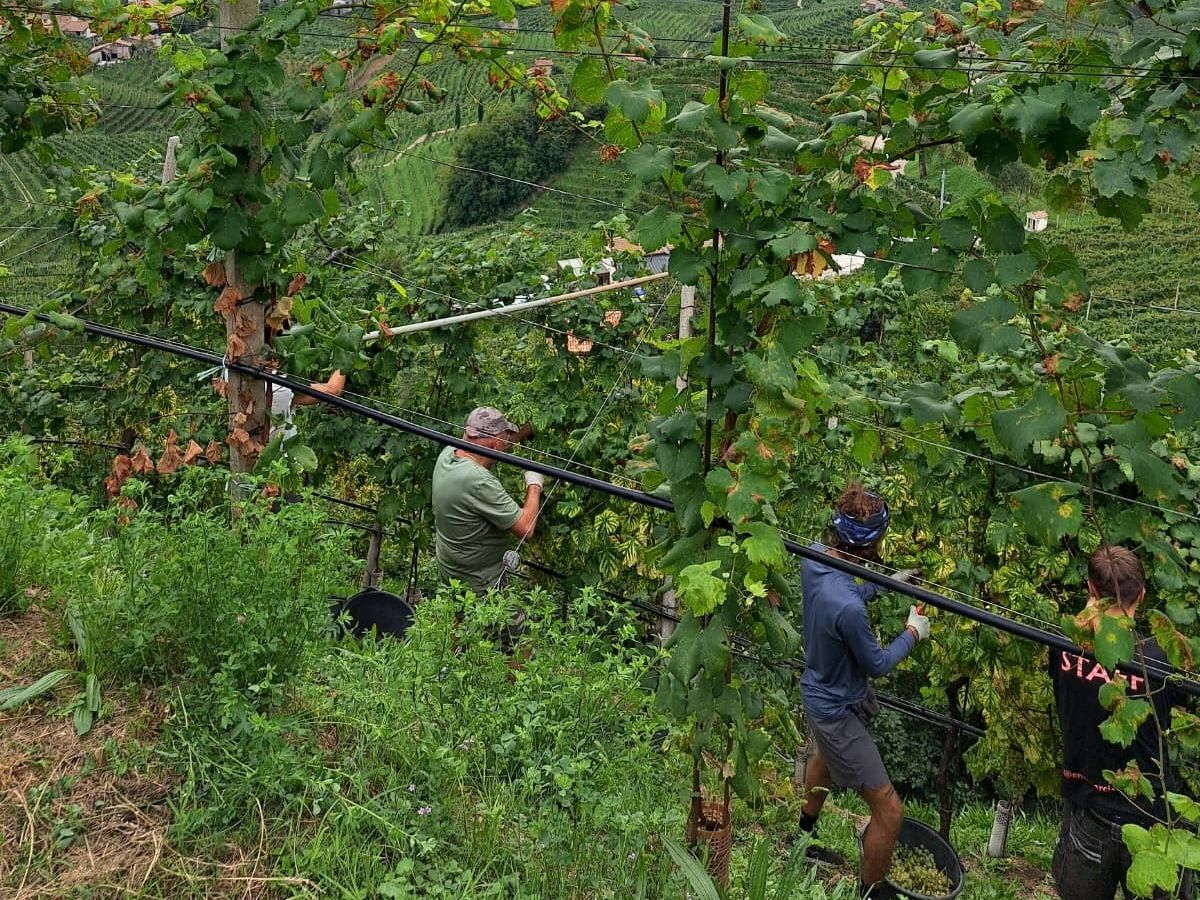 Vendemmia 2025 Conegliano Valdobbiadene Docg: raccolta eccellente e produzione in crescita