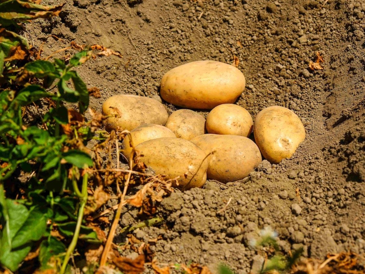 Unapa racconta l’eccellenza delle patate italiane: più di un semplice contorno