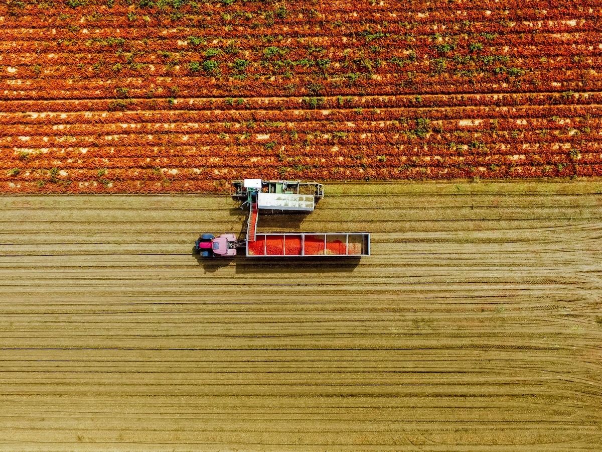 Mutti: lavorate oltre 728 mila tonnellate di pomodoro e qualità mai così alta