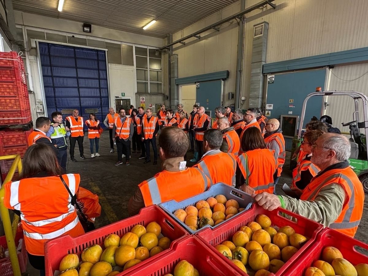 Agrintesa e Alegra investono nel futuro del cachi con due linee di lavorazione dedicate