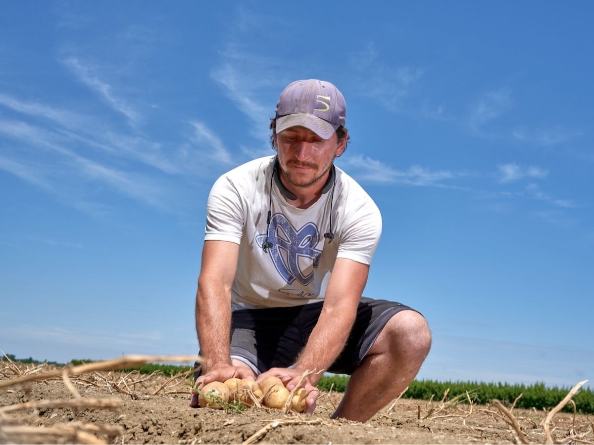 Patata di Bologna Dop: +6% di superfici coltivate per la campagna 2025/2026