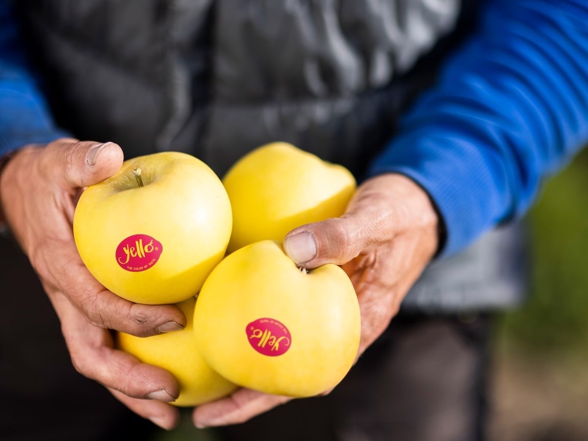 Yello: torna a scaffale la mela gialla dei Consorzi Vog e Vip