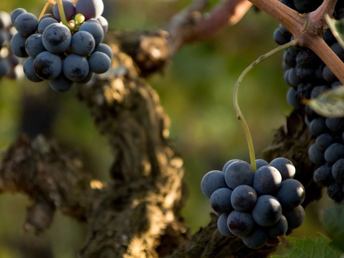 Vini dell'Etna verso la denominazione Docg: il Consorzio accelera