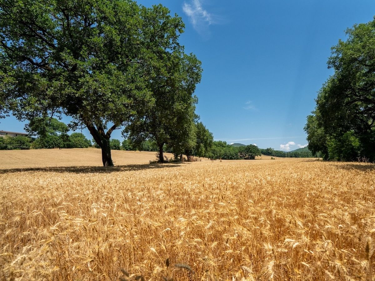 Colussi e xFarm Technologies: tracciabilità avanzata per i prodotti Misura Colussi e xFarm Technologies: tracciabilità avanzata per i prodotti Misura