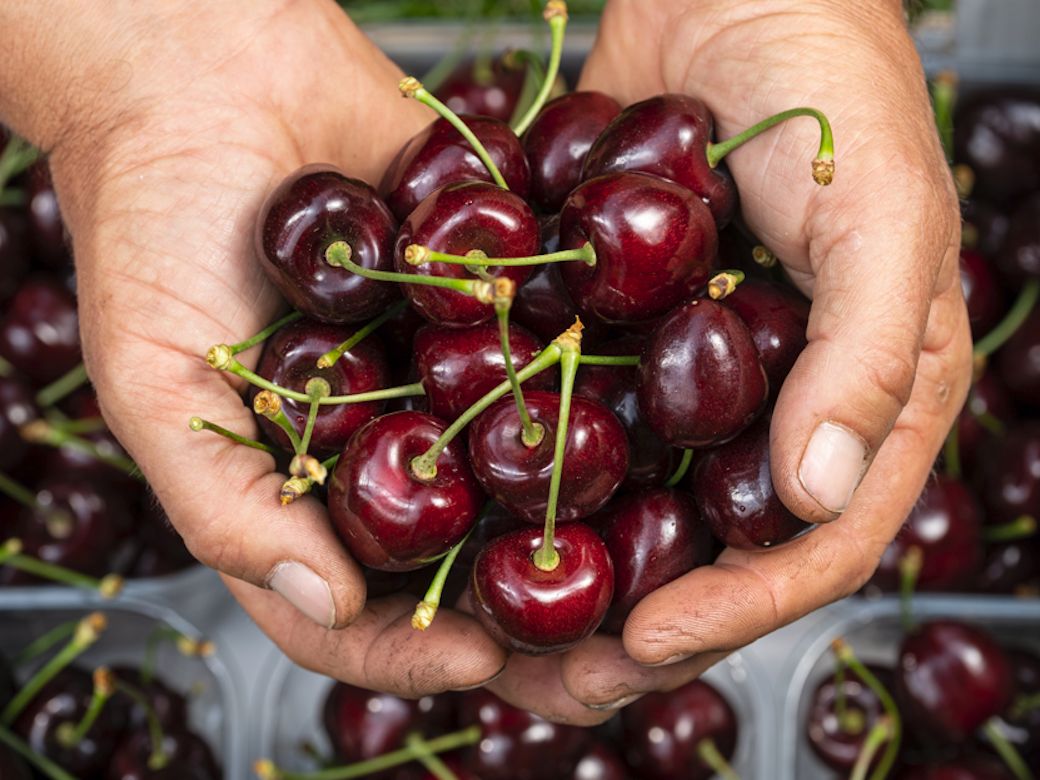 Ciliegie di montagna: accordo tra Melinda e Vip per la valorizzazione dal campo allo scaffale