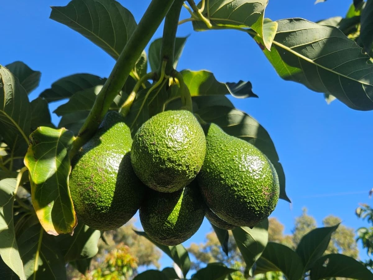  Persea: al via il primo raccolto di avocado biologico da agricoltura rigenerativa in Italia
