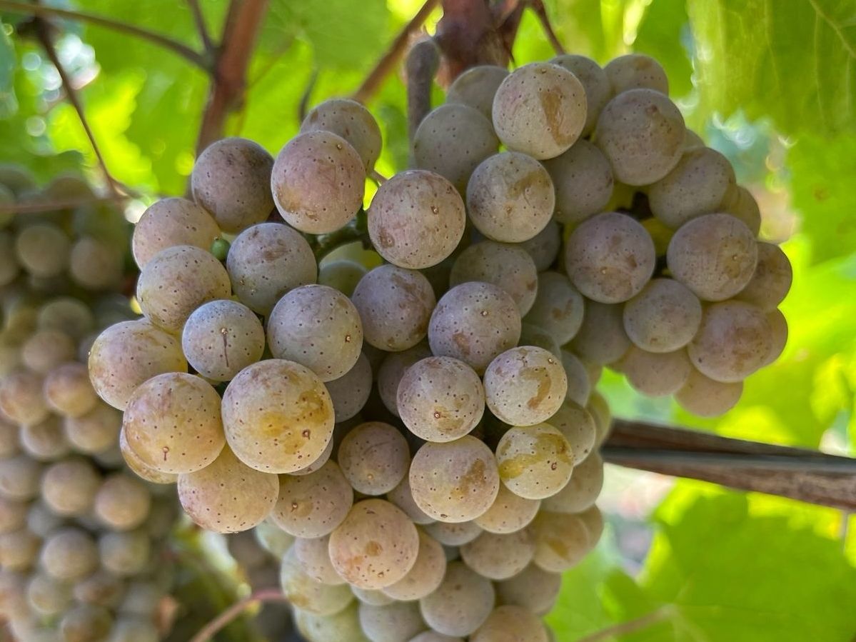 Co.Vi.Res: il progetto di Ri.Nova guida la svolta sostenibile del vino