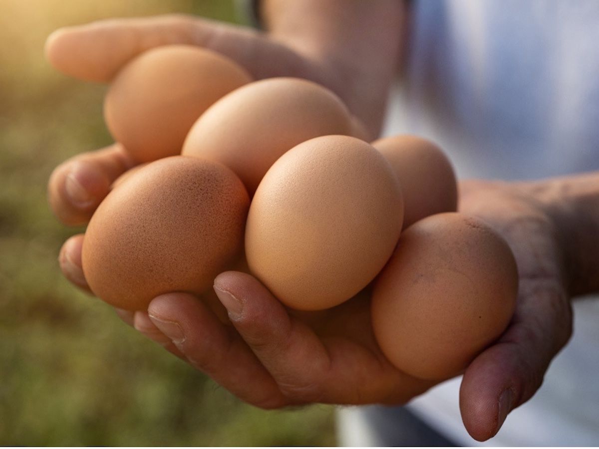 Dr. Schär utilizza il 100% di uova cage-free in tutto il mondo 
