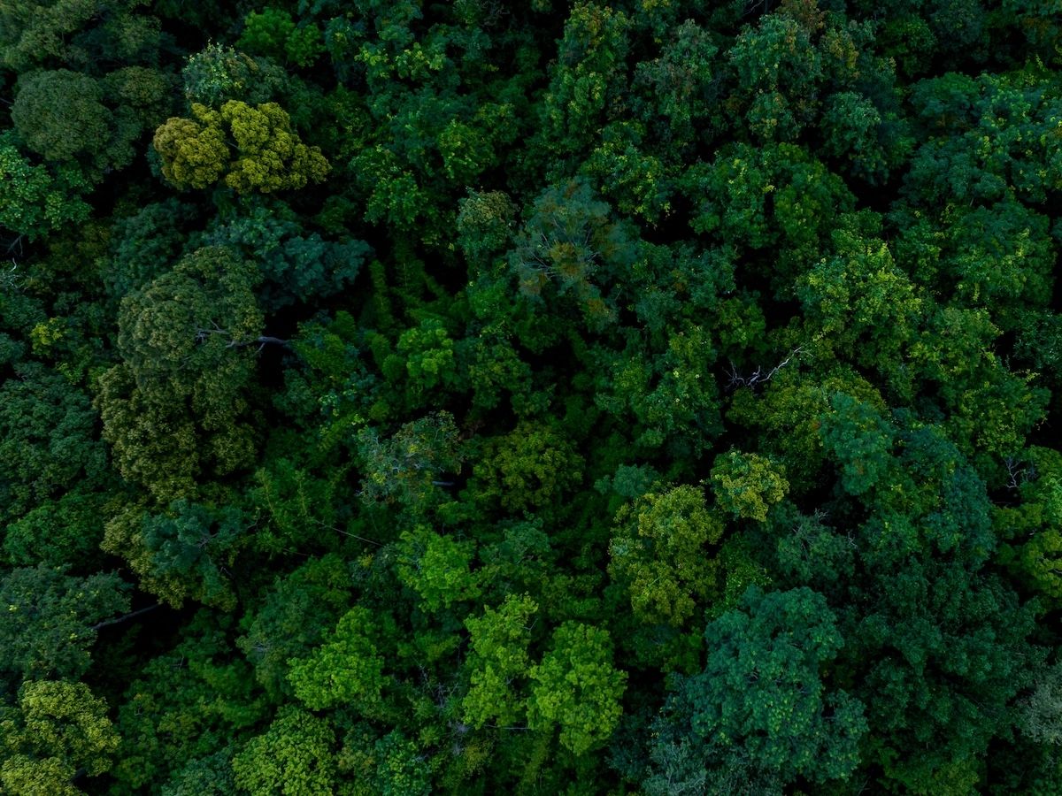 Sanpellegrino: campagna per la messa a dimora degli alberi dei “Laghi di bosco limite” 