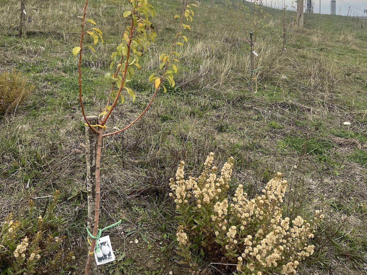 Frosta celebra un anno di paper bag e continua la sua missione green con Legambiente