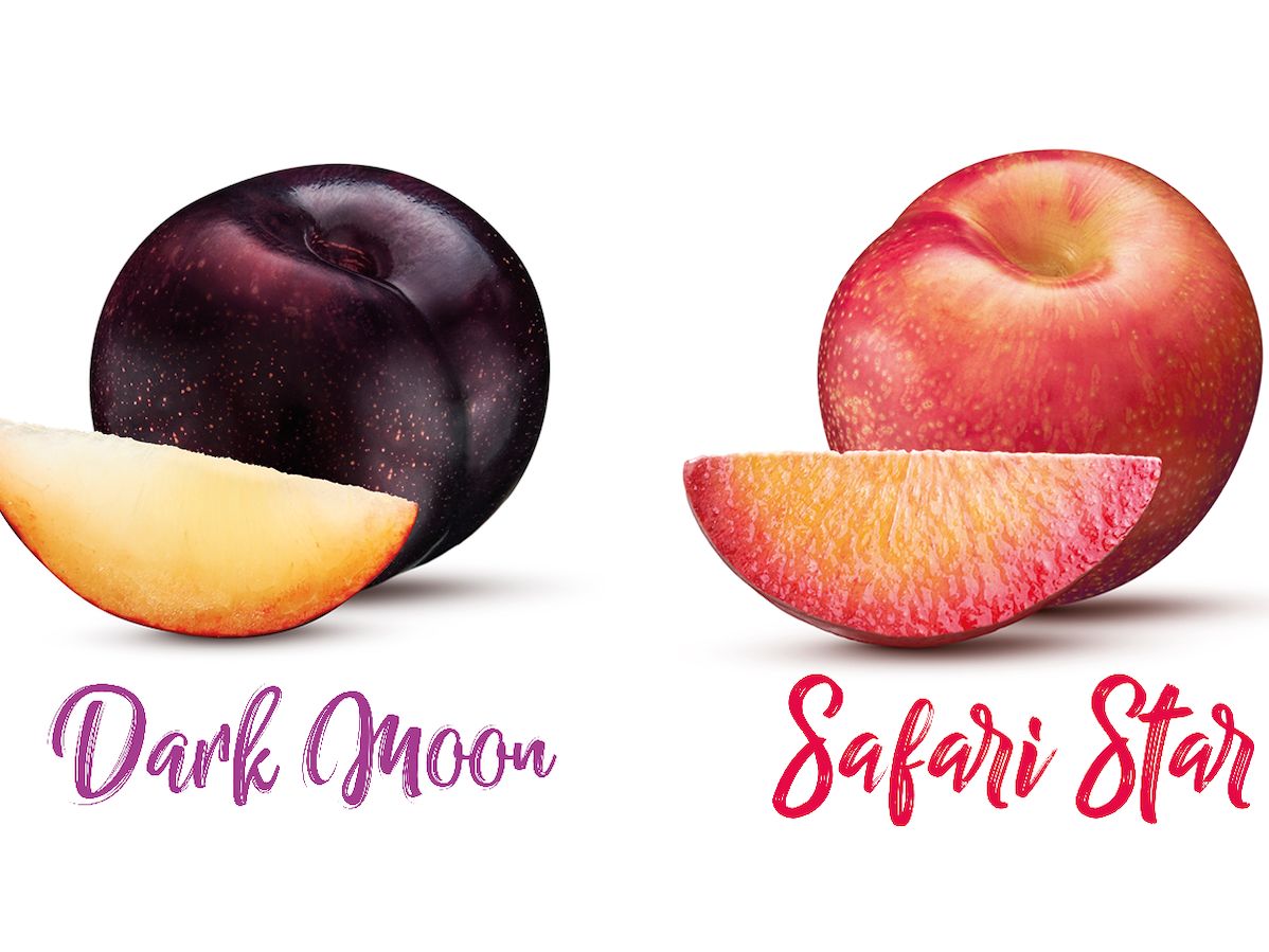 Susina Metis: conclusa una campagna in crescendo con numerose attività b2c