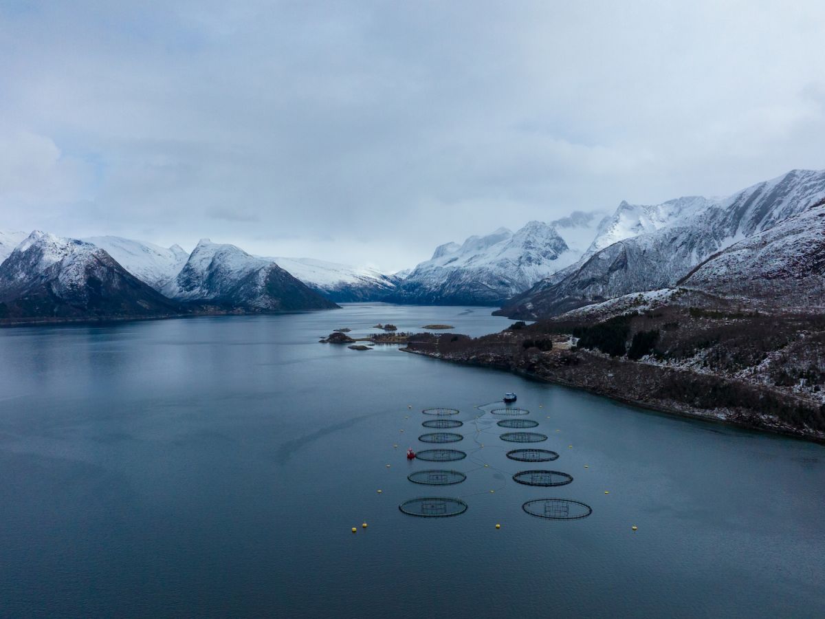 Seafood from Norway: sostenibilità che nasce dal mare, tra innovazione e benessere animale