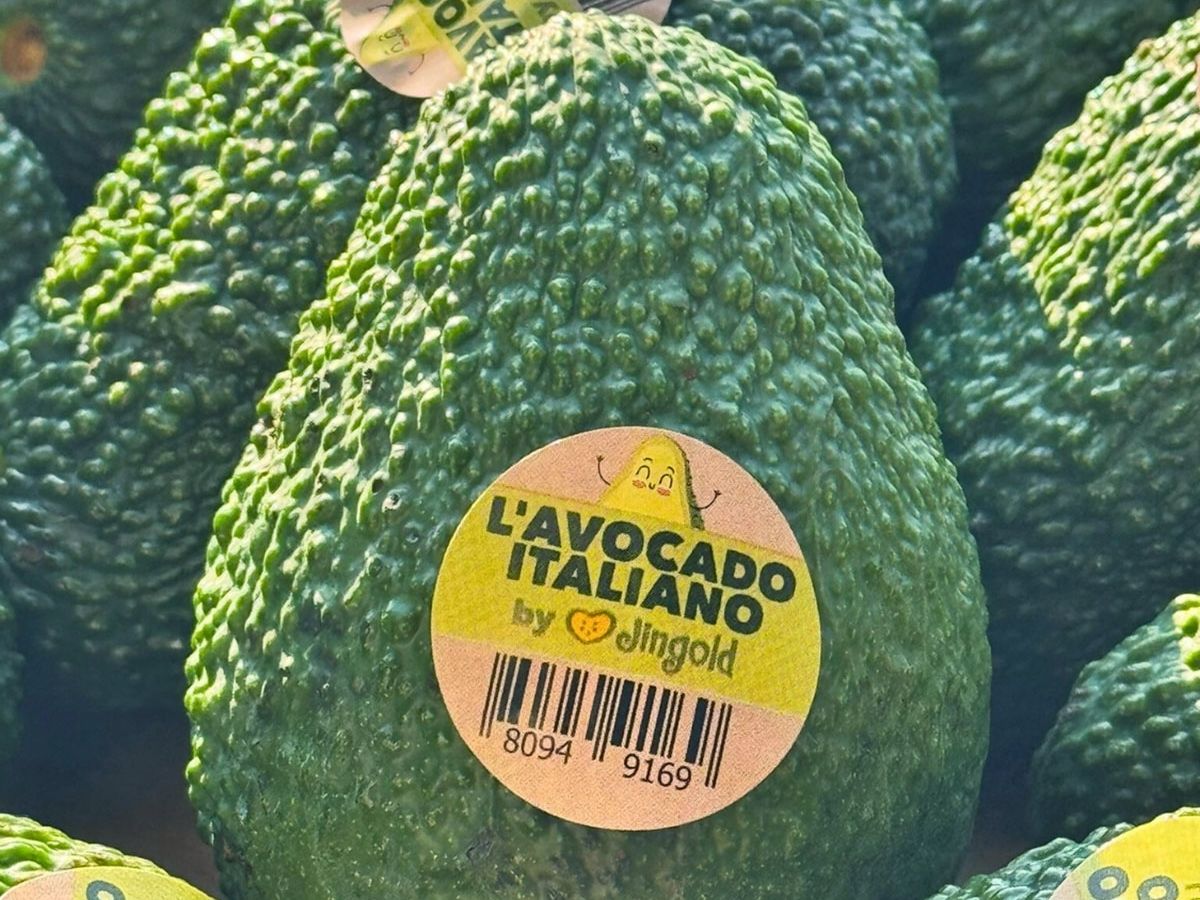 Jingold lancia la sua prima produzione di avocado made in Italy