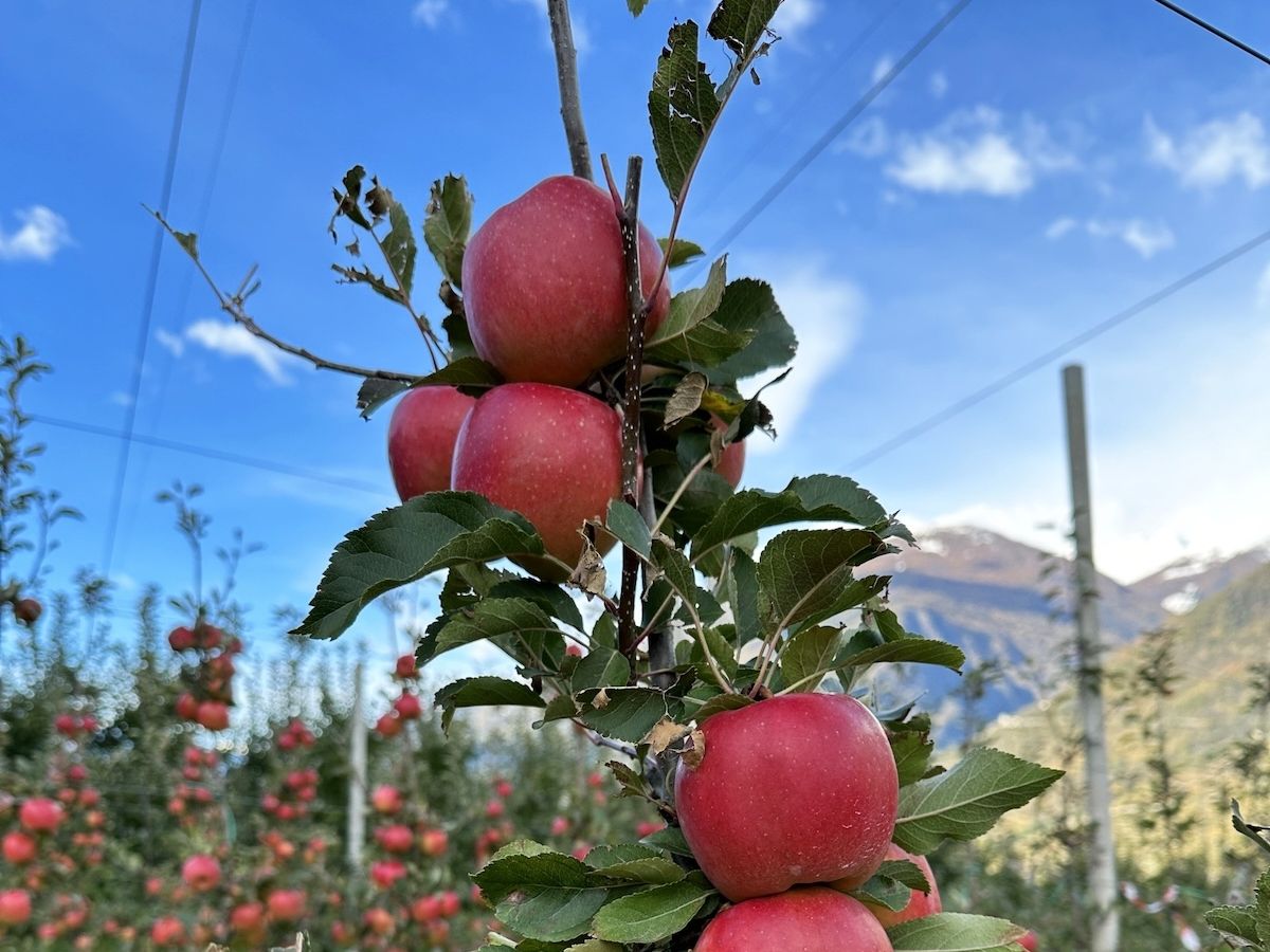 Bernina è la nuova varietà di mela nata all’Università di Bologna