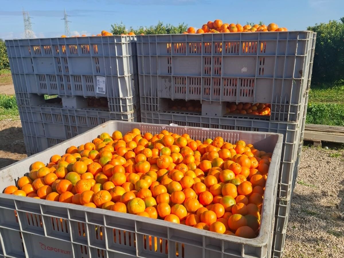 Agrumi: in Calabria e Basilicata la crescita continua nel segno del bio
