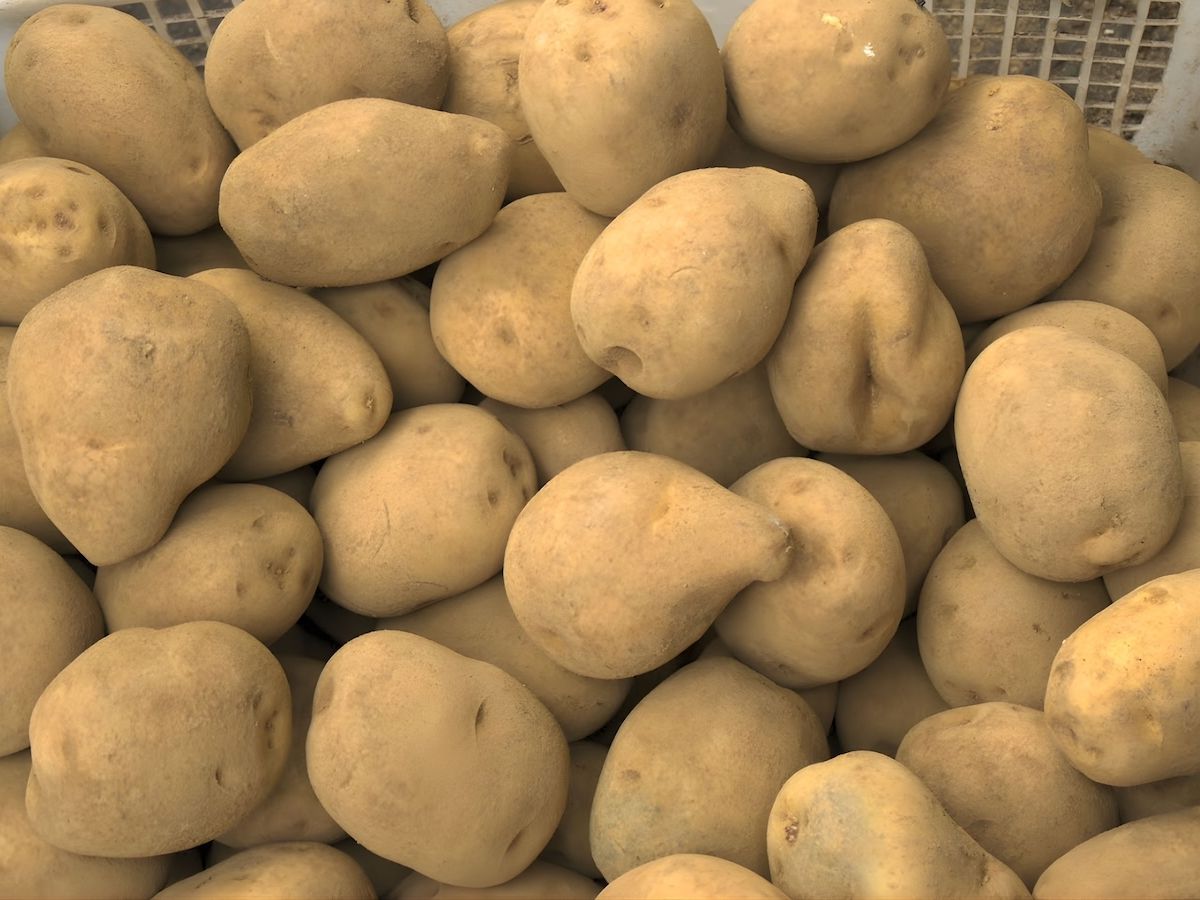 Settore pataticolo: firmato l’accordo preventivo per prezzo minimo garantito