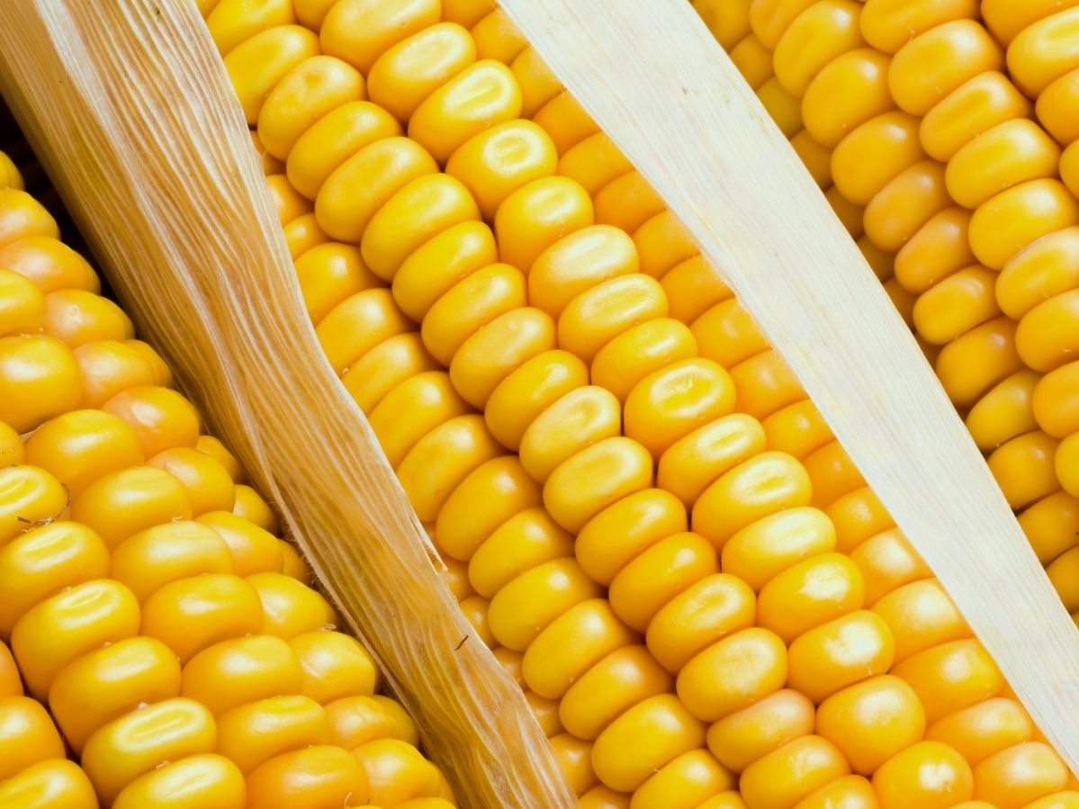 Cereal Docks acquisisce il gruppo spagnolo Quality Corn. Focus sul mais