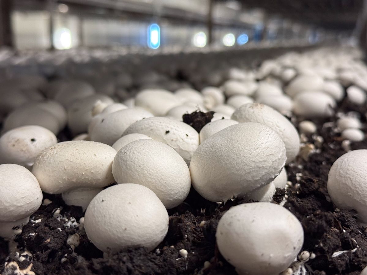 Consorzio Funghi di Treviso supera i 50 milioni di euro di fatturato