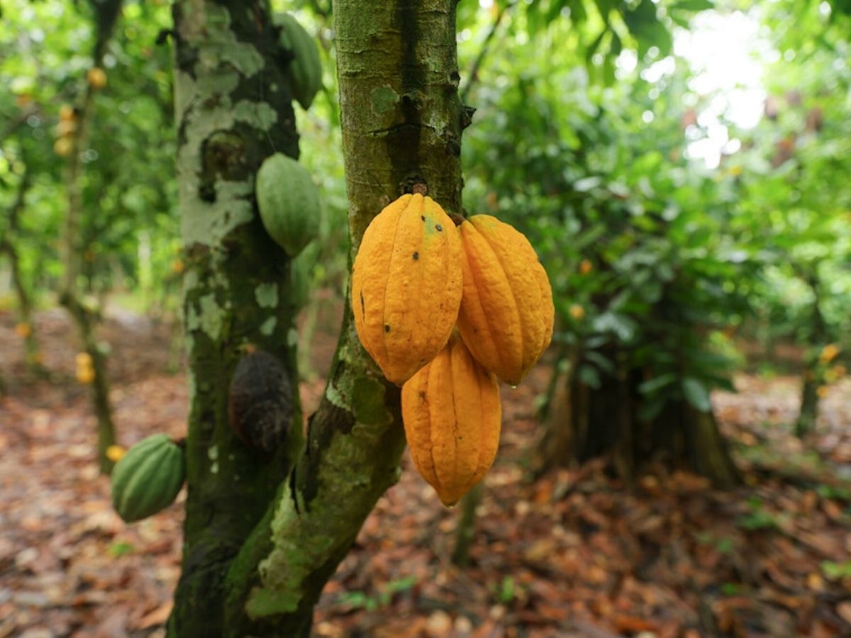 Fairtrade: al via in Costa d’Avorio il programma per rendere il reddito dignitoso una realtà