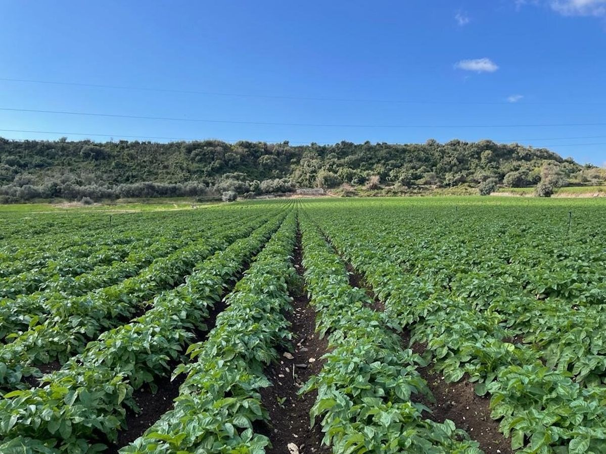 Al via la campagna pataticola 2026-2027: il Sistema Bologna conferma solidità