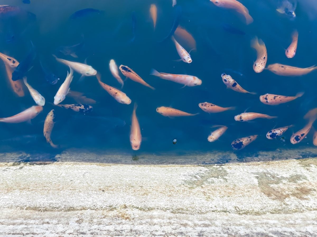 L’acquacoltura mediterranea ad AquaFarm: produzione vicina ai 3 milioni di tonnellate