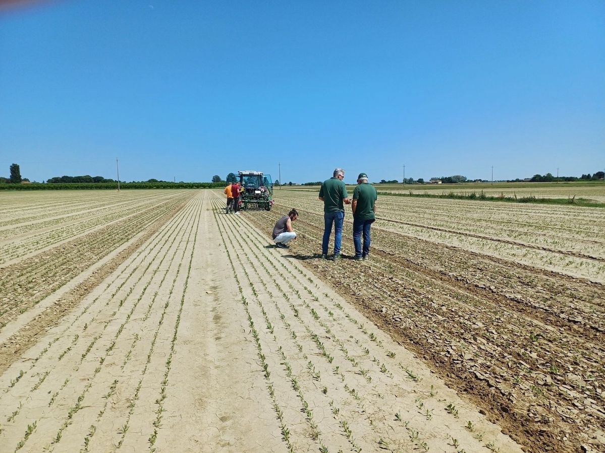 Innova.Orto: al via il progetto triennale per rendere l’orticoltura più sostenibile